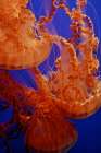 Graceful Jellyfish in Aquarium Art Print